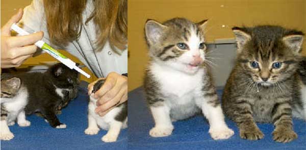 Als een kitten geboren is: wat gebeurt er daarna?